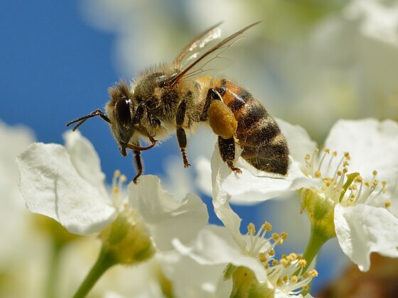 Elektrostatische Anziehung hilft Bienen Pollen zu sammeln 