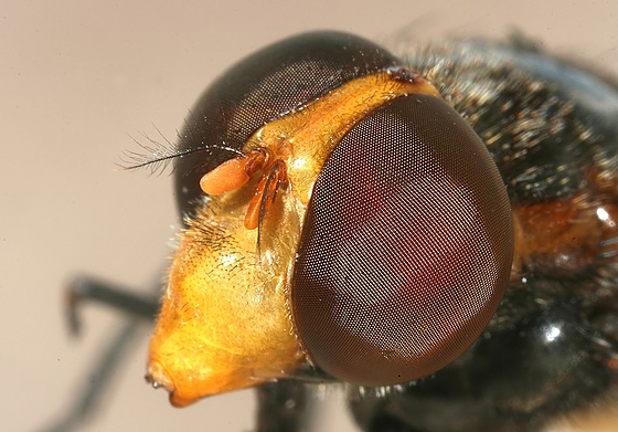 Facettenaugen einer Schwebfliege 