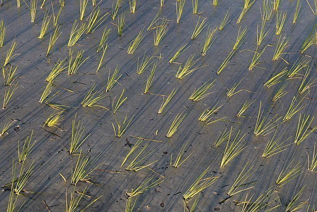 Grüne Reisgarben auf einem Reisfeld in Si Phan Don in Laos. 