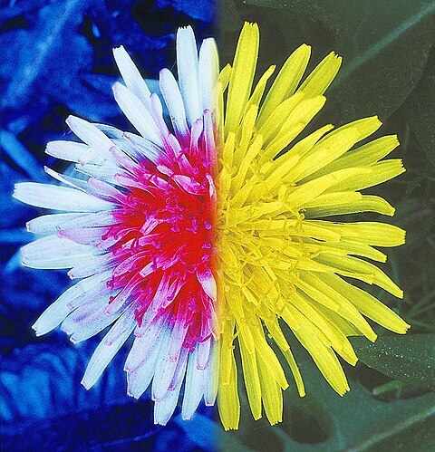 Blüte aufgenommen im UV-Bereich (linke Seite) und im sichtbaren Wellenlängenbereich (rechte Seite) 