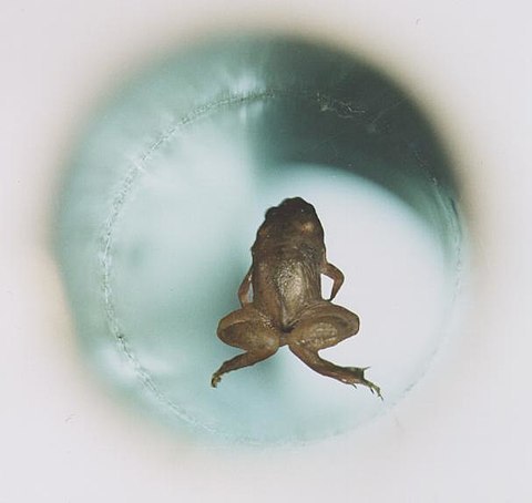 Ein lebender Frosch schwebt in einem Magnetfeld (Video) 
