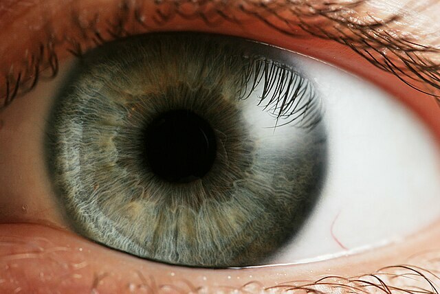 Auge eines Menschen 