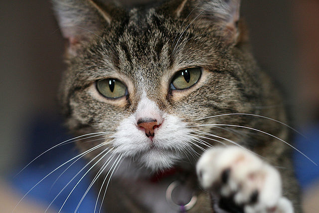 Schrödingers Katze? 