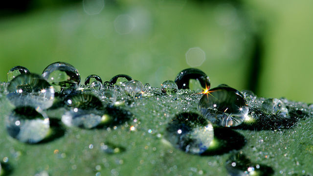 Pflanze mit wasserabweisender Oberfläche 