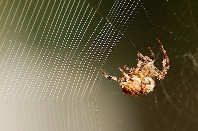 Spinnennetz 
