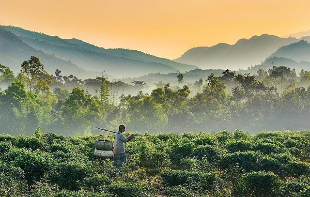 Teeplantage in Bangladesch 