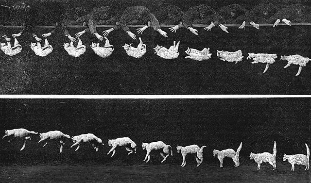 Drehung einer Katze in Schwerelosigkeit (Fachzeitschrift Nature, 1894) 
