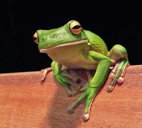Riesenlaubfrosch 